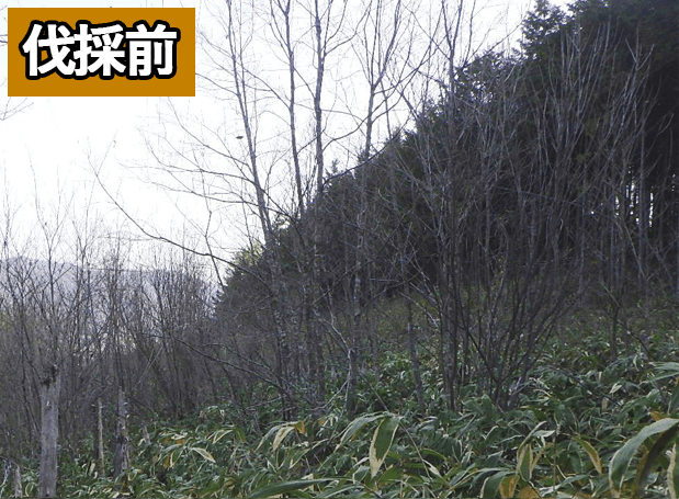 伐採前