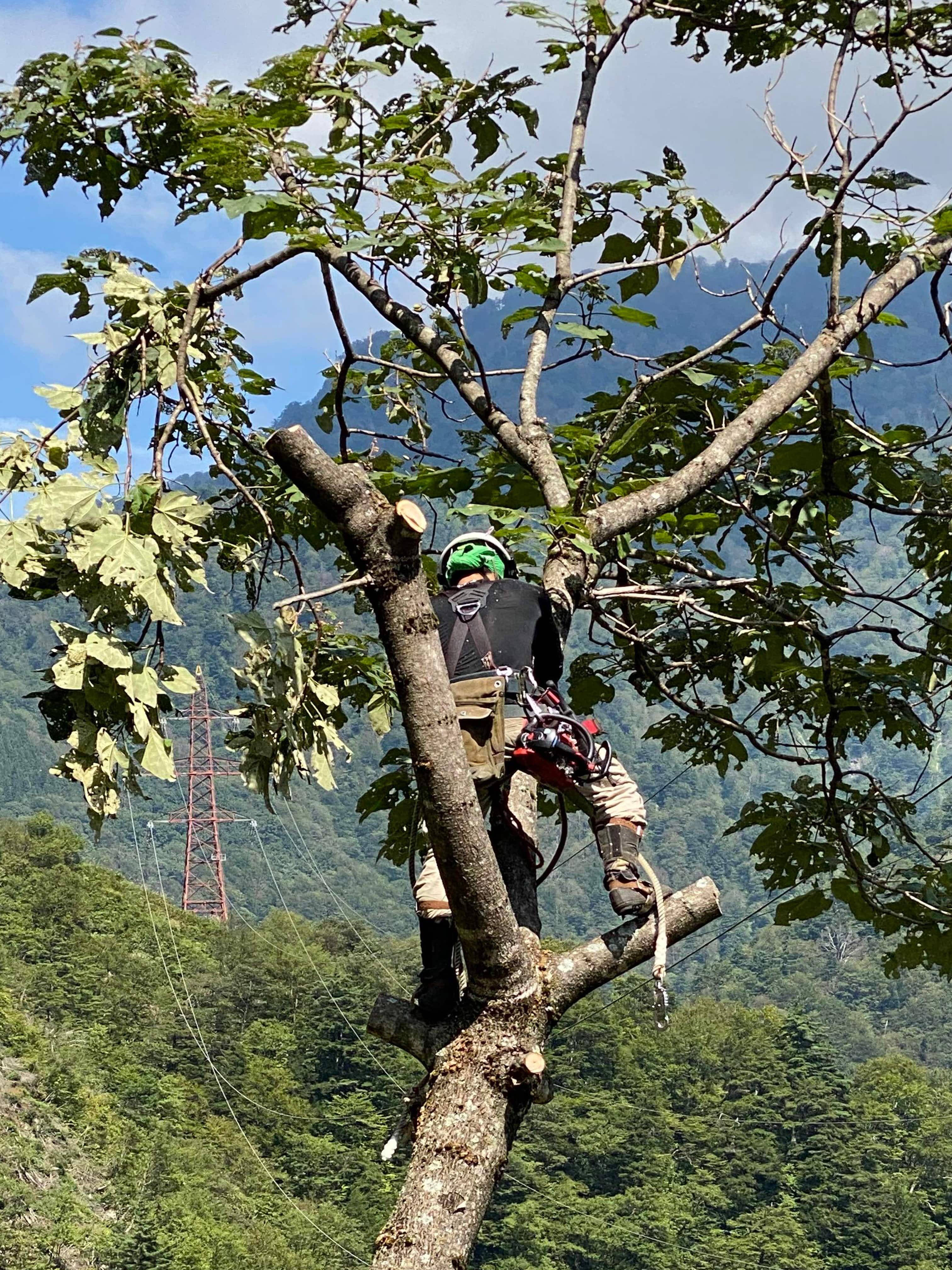 高所伐採